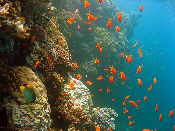 Anthias fishes, several species at Small Brother SW-cornerwith ORIGINAL MAGIC FILTER