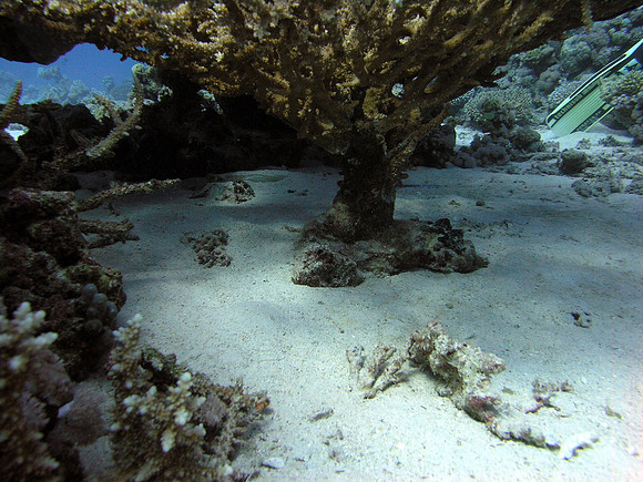 A really big Blue spotted Ray lying under a big table coral