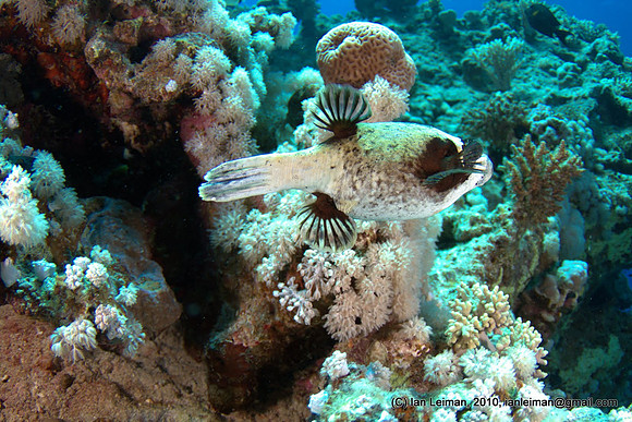 pufferfish