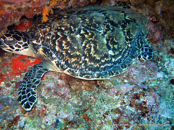 turtle