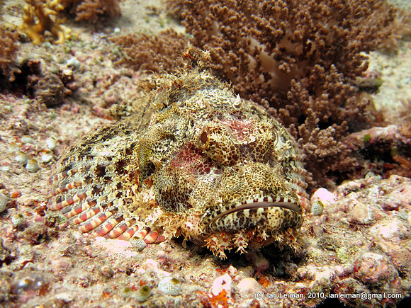 Scorprionfish