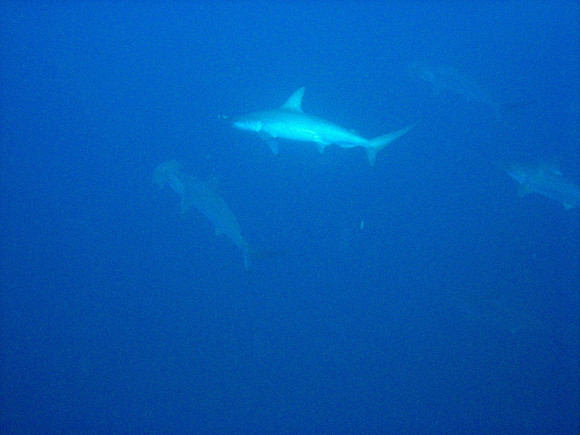 A school of Scalloped Hammerhead sharks (Sphyrna lewini)at Daedalus Reef, North tip at 25 meters