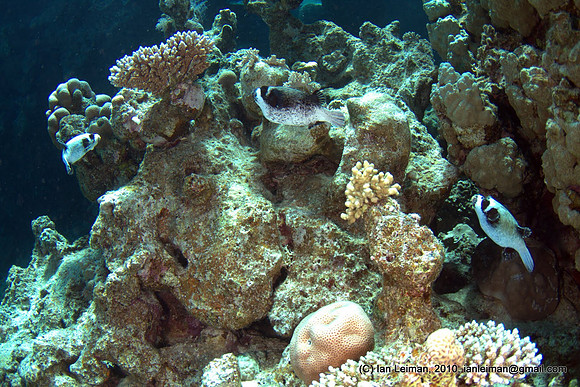 three pufferfishes