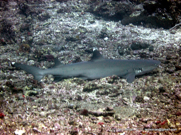 whitetip reef shark