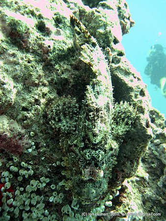 scorpionfish