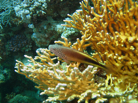 Freckled Hawkfish (Paracirrhites forsteri) on Net Fire Coral (Millepora dichotoma)