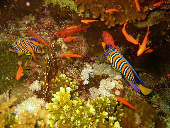 2 Regal Angelfishes (Pygoplites diacanthus), some Bigeyes and Anthiases, at Small Brother West, using Original Magic Filter with manually adjusted white balance & flash