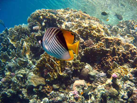 Threadfin Butterflyfish (Chaetodon auriga), at Marsa Abu Dabab reef