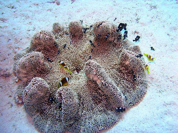 Anemone, with two species of anemonefishes