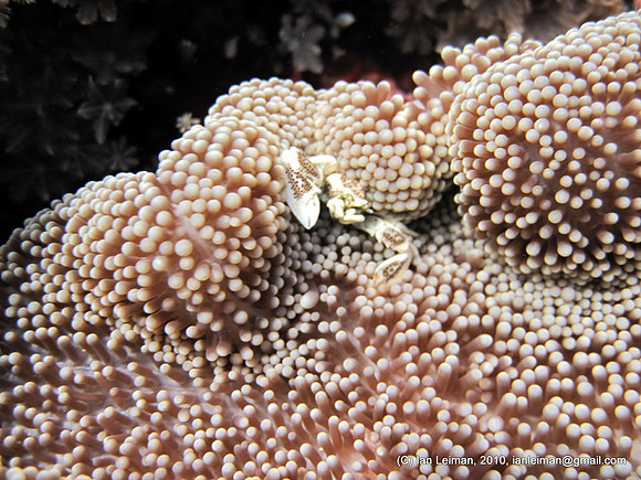 Anemone Porcelain Crabon Carpet Anemone