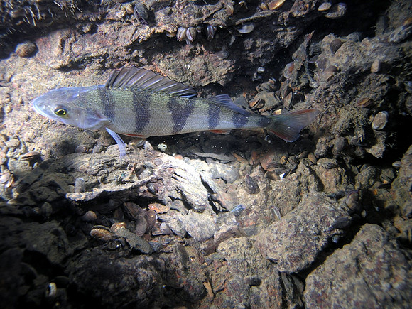 Baltic Sea, wreck of "Cronprins Gustav Adolf". Perch.