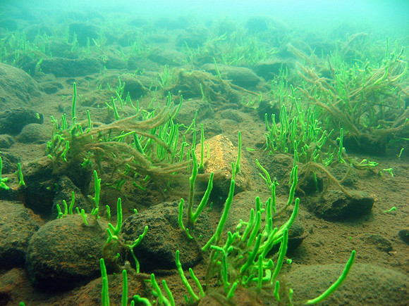 Spongilla lacustris