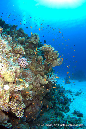 coral bank 50 cm away