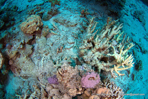 more dead coral