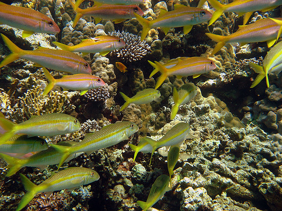 Goldband fusiliers (pterocaesio chrysozona)