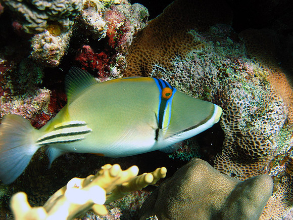 Picasso Triggerfish  aka. Arabian Picassofish  (Rhinecanthus assasi)