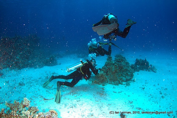 tried to get the white sand bottom look white, obviously not going to happen with strobes, backscatter again