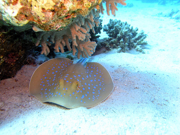 Blue spotted Ray