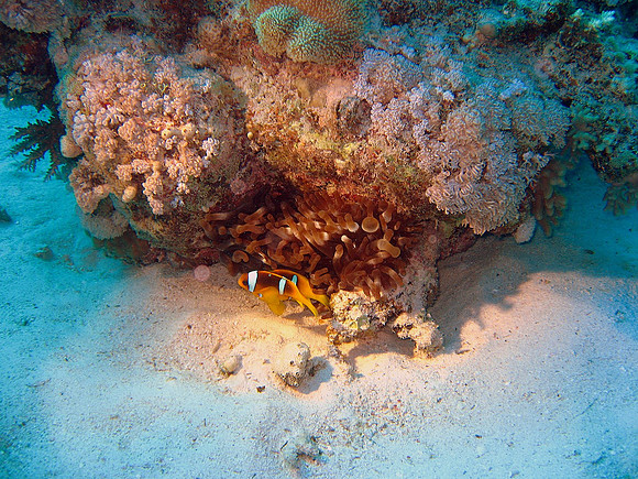 Red Sea Anemonefishes living in Bubble Anemone (Entacmae quadricolor)