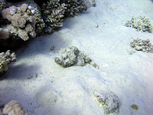 Stonefish. Lethally poisonous.