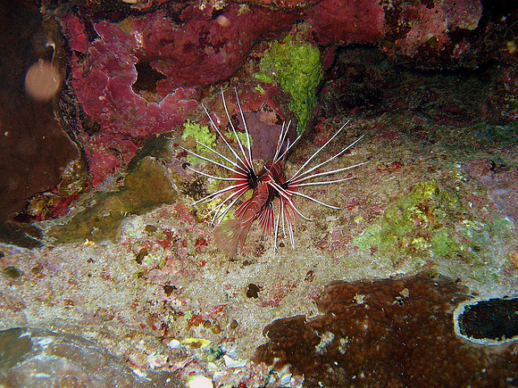 Clearfin Lionfish (Pterois radiata)