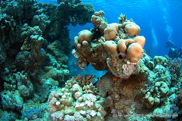 this coral bush is right in front of me, the next bush is just 2 meters away, but too far for the strobes to light it up