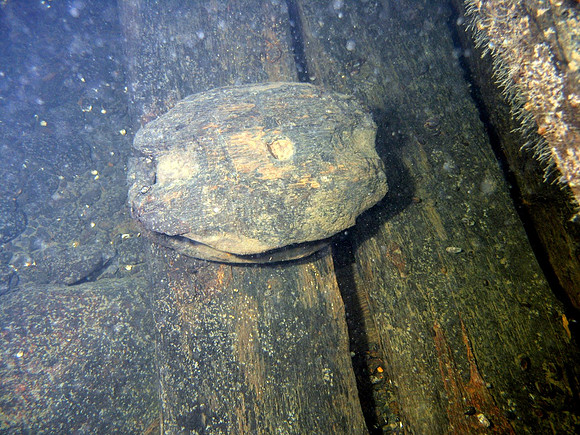 Baltic Sea, wreck of "Cronprins Gustav Adolf".