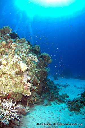 sun shining from above and shooting straight towards the sun, coral bank a meter away