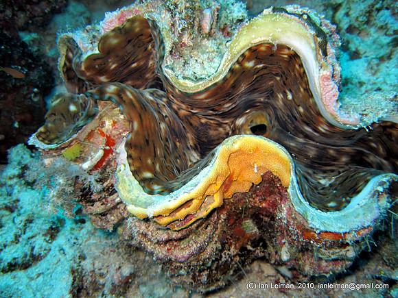 giant clam