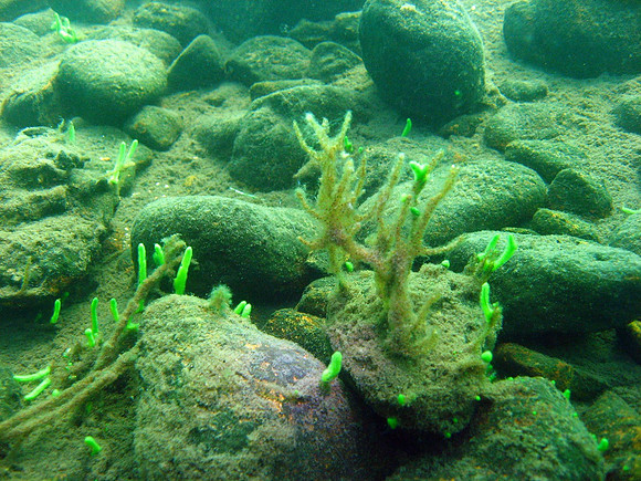 Spongilla lacustris