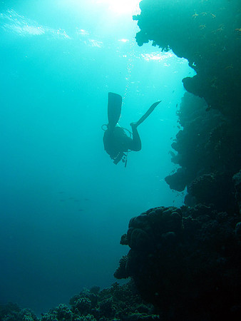 diver on coral reef