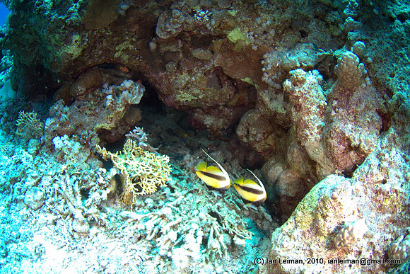 those bannerfishes again.bad overexposure at bottom, need to step exp. a few steps down when getting close to subjects