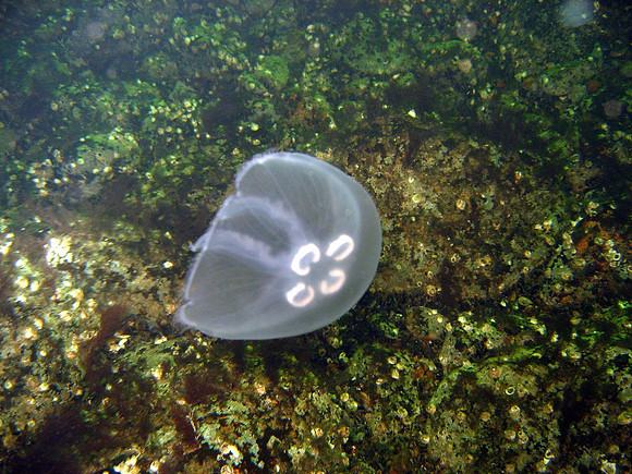 Jellyfish, Baltic Sea, wreck of Coolaroo