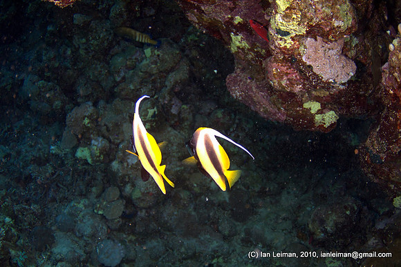 bannerfishes again
