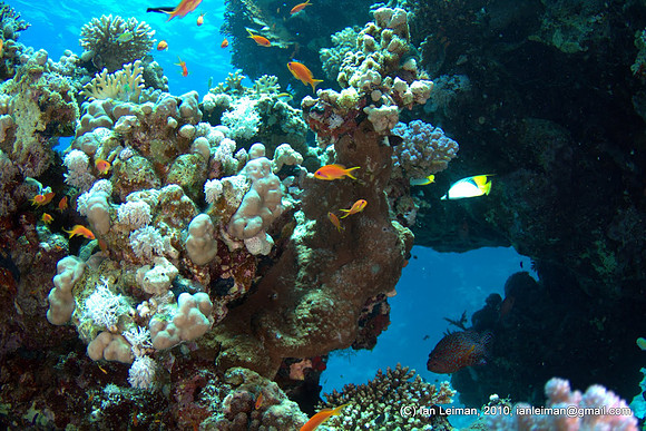 where is that lionfish?