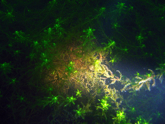 Ilmeisesti reheväkasvuista isonäkinsammalta (Fontinalis antipyretica).Tai sitten Myriophyllum -sukuun kuuluva laji eli suomeksi Ärviä?