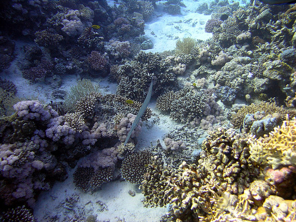 Cornetfish
