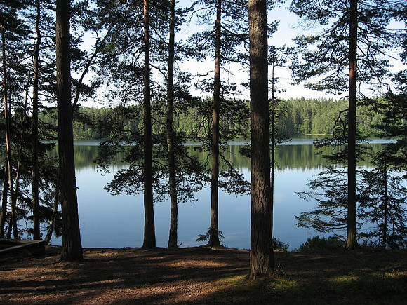 Järven rantamaisemaa metsän siimeksestä