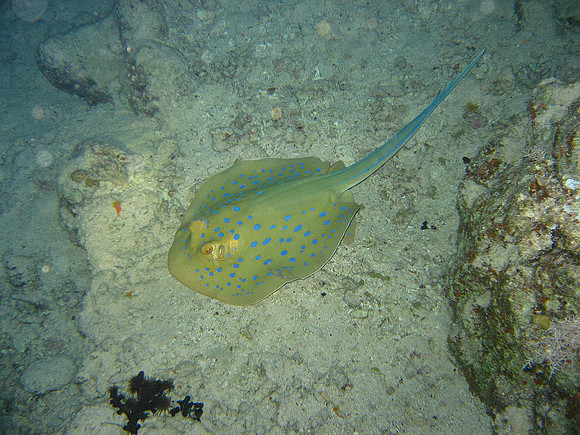 Blue Spotted Ribbontail Ray ( Taeniura lymma, family: Dasyatidae, order: rajiformes, class: Elasmobranchii) at Shaab Naba reef (nightdive)