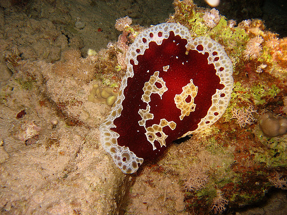 Grand Pleurobranch (Pleurobranchus grandis) can be seen on night dives only since buried by day