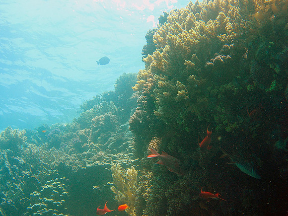Coral reef landscape, Big Brother island