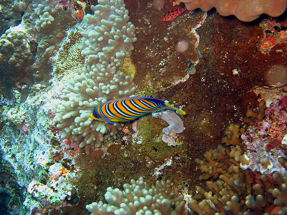 Regal Angelfish (Pygoplites diacanthus)