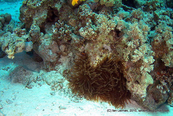 there's the anemone