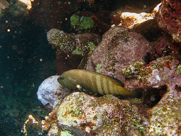 Red sea coralgrouper (plectropomus pessuliferus)