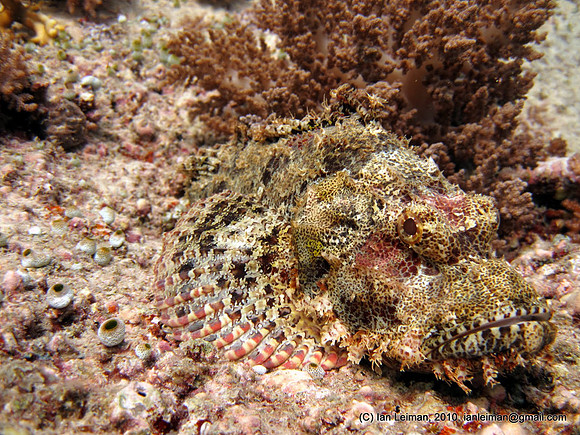 scoprionfish