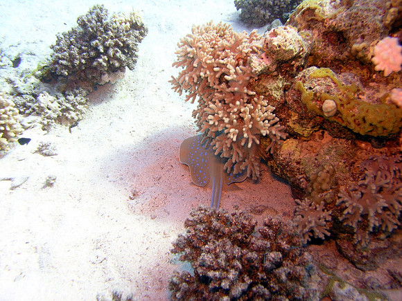 Blue spotted Ray