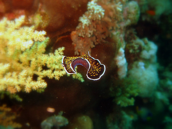Gold dotted flatworm (Thysanozoon sp. Platthyhelmininthes: Pseudocerotiadae) at Small Brother SW-wall, 5 cm in size