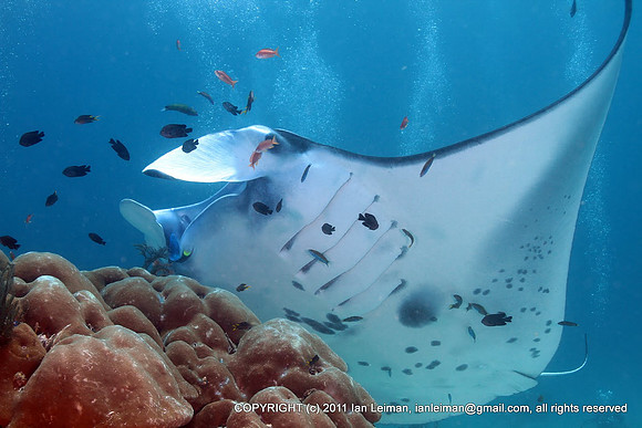 Manta Ray, behind a coral bommie.[FIN] Mantarausku, "siipien" kärkiväli noin 5 metriä.