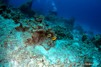 bannerfishes approaching, but too far really to take a good picture
