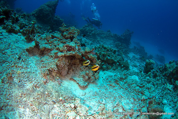 bannerfishes approaching, but too far really to take a good picture